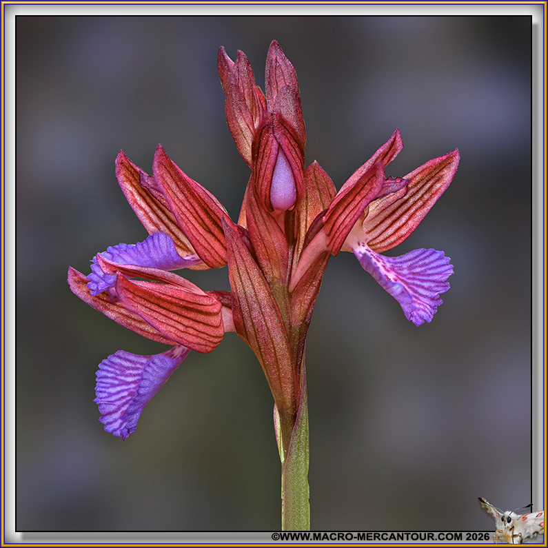 Orchis Papillon